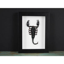 Load image into Gallery viewer, Heterometreus Spinifer in a Frame {ARRIVING MARCH}
