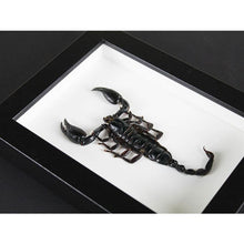 Load image into Gallery viewer, Heterometreus Spinifer in a Frame {ARRIVING MARCH}