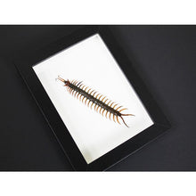 Load image into Gallery viewer, Scolopendra spp. Centipede in a Frame