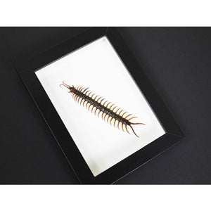 Scolopendra spp. Centipede in a Frame