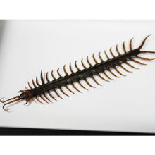 Load image into Gallery viewer, Scolopendra spp. Centipede in a Frame