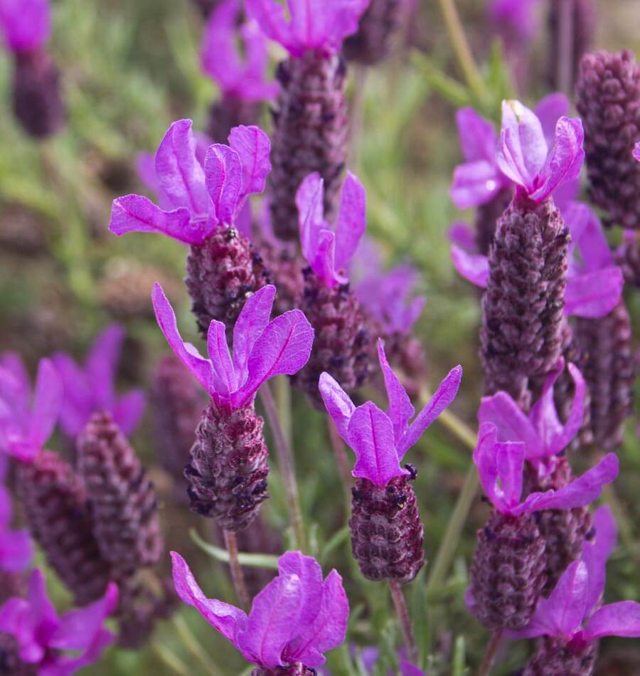 French Lavender Fragrance Oil