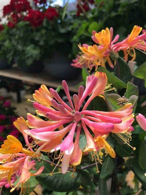 Japanese Honeysuckle Fragrance Oil