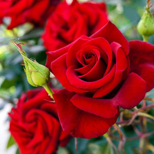 Rose Victorian Fragrance Oil