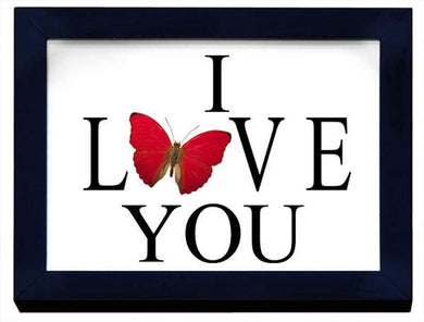 I Love You with a Real Butterfly