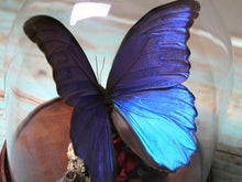 Load image into Gallery viewer, Morpho Didius Butterfly Dome