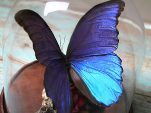 Morpho Didius Butterfly Dome