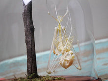 Load image into Gallery viewer, Bat Skeleton in a Dome {PRE-ORDER ARRIVING MARCH}