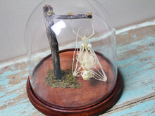 Load image into Gallery viewer, Bat Skeleton in a Dome {PRE-ORDER ARRIVING MARCH}