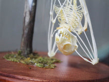Load image into Gallery viewer, Bat Skeleton in a Dome {PRE-ORDER ARRIVING MARCH}
