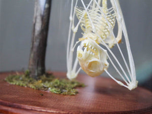 Bat Skeleton in a Dome {PRE-ORDER ARRIVING MARCH}