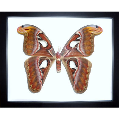 Atlas Moth, Attacus Atlas in a Frame