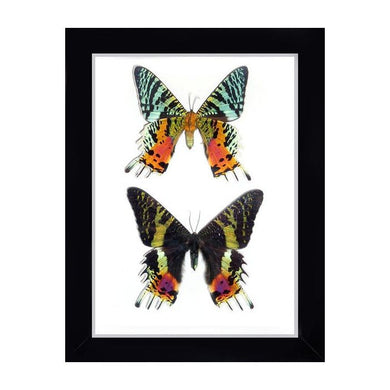 Urania Ripheus Moth Double in a Frame