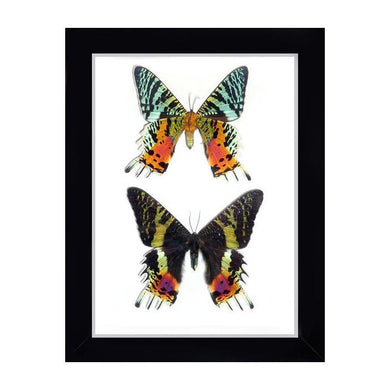 Urania Ripheus Moth Double in a Frame