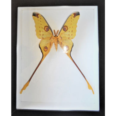 Argema Mittrei Moth in a Frame
