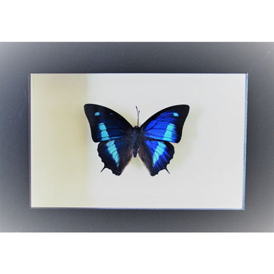 Anaea Cyanea Blue Sky Butterfly in a Frame