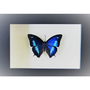 Anaea Cyanea Blue Sky Butterfly in a Frame