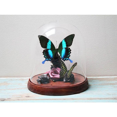 Papilio Blumei in a Decorative Dome