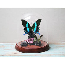 Load image into Gallery viewer, Papilio Blumei in a Decorative Dome