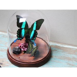 Papilio Blumei in a Decorative Dome