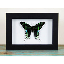 Load image into Gallery viewer, Urania Leilus in a Frame