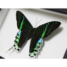 Load image into Gallery viewer, Urania Leilus in a Frame