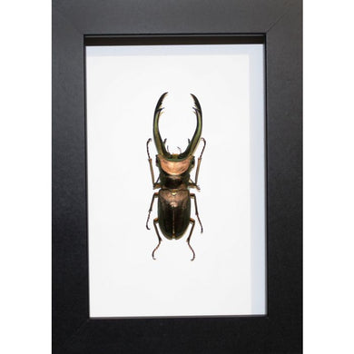 Cyclommatus Truncatus Stag Beelte in a Frame