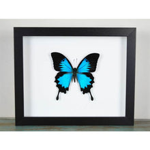 Load image into Gallery viewer, Papilio Ulysses Butterfly in a Frame