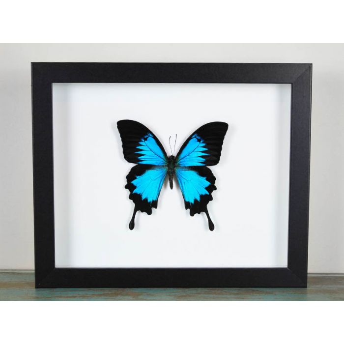Papilio Ulysses Butterfly in a Frame