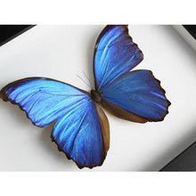 Load image into Gallery viewer, Morpho Didius Butterfly in a Frame