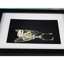 Load image into Gallery viewer, Bat Skeleton Taxidermy in a Frame {ARRIVING MARCH}