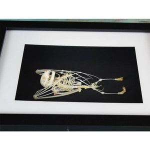 Bat Skeleton Taxidermy in a Frame {ARRIVING MARCH}