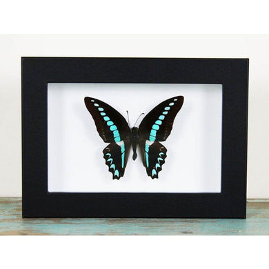 Graphium Sarpedon Blue Triangle Butterfly in a Frame