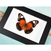 Load image into Gallery viewer, Lacewing Butterfly in a Frame