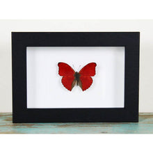 Load image into Gallery viewer, Red Glider butterfly in a frame