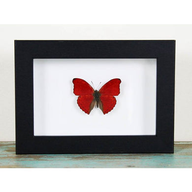 Red Glider butterfly in a frame