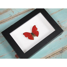 Load image into Gallery viewer, Red Glider butterfly in a frame