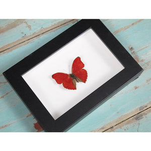 Red Glider butterfly in a frame