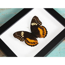 Load image into Gallery viewer, Hypolimnas Pandarus Butterfly in A Frame