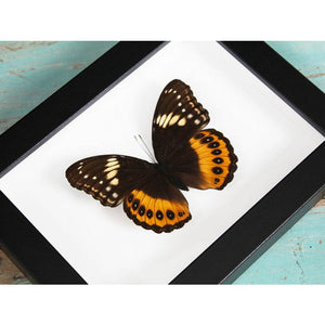 Hypolimnas Pandarus Butterfly in A Frame