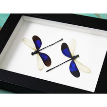 Load image into Gallery viewer, Damselflies in a Frame