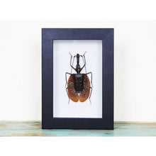 Load image into Gallery viewer, Mormolyce Tridens Violin Beetle in a Frame