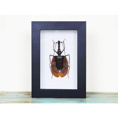 Mormolyce Tridens Violin Beetle in a Frame