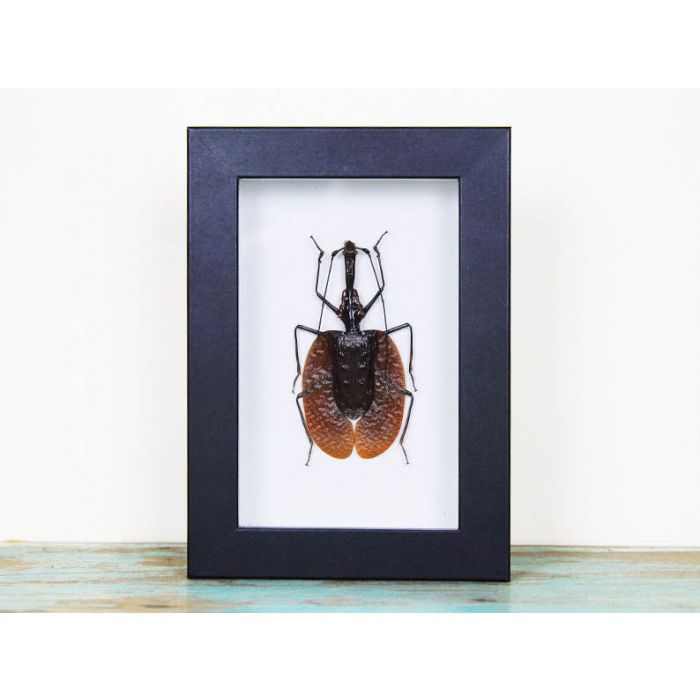 Mormolyce Tridens Violin Beetle in a Frame