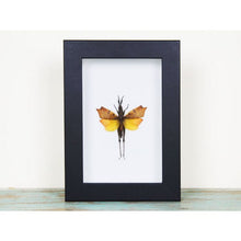Load image into Gallery viewer, Leaf Mimic Grasshopper in a Frame