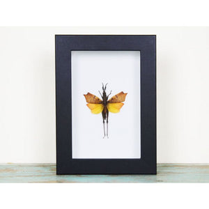 Leaf Mimic Grasshopper in a Frame