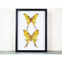 Load image into Gallery viewer, A Pair of Comet Moths in a Frame