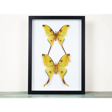 A Pair of Comet Moths in a Frame