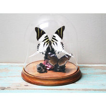 Load image into Gallery viewer, Graphium Androclese Swordtail Butterfly in a Dome