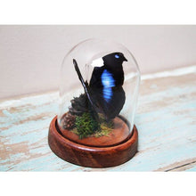 Load image into Gallery viewer, Moonset Butterfly in a Dome